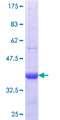 Sulfatase 1 / SULF1 Protein - 12.5% SDS-PAGE Stained with Coomassie Blue.