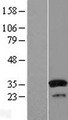 SULT1A1 / Sulfotransferase 1A1 Protein - Western validation with an anti-DDK antibody * L: Control HEK293 lysate R: Over-expression lysate