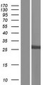 SULT1A1 / Sulfotransferase 1A1 Protein - Western validation with an anti-DDK antibody * L: Control HEK293 lysate R: Over-expression lysate