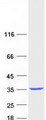 SULT1A1 / Sulfotransferase 1A1 Protein - Purified recombinant protein SULT1A1 was analyzed by SDS-PAGE gel and Coomassie Blue Staining