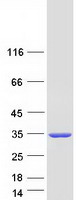 SULT1A1 / Sulfotransferase 1A1 Protein - Purified recombinant protein SULT1A1 was analyzed by SDS-PAGE gel and Coomassie Blue Staining