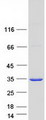 SULT1A1 / Sulfotransferase 1A1 Protein - Purified recombinant protein SULT1A1 was analyzed by SDS-PAGE gel and Coomassie Blue Staining