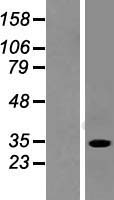 SULT1A2 / Sulfotransferase 1A2 Protein - Western validation with an anti-DDK antibody * L: Control HEK293 lysate R: Over-expression lysate