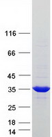 SULT1A4 / Sulfotransferase 1A4 Protein - Purified recombinant protein SULT1A4 was analyzed by SDS-PAGE gel and Coomassie Blue Staining