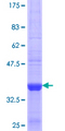 SULT1B1 / Sulfotransferase 1B1 Protein - 12.5% SDS-PAGE Stained with Coomassie Blue.