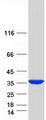 SULT1C2 / Sulfotransferase 1C2 Protein - Purified recombinant protein SULT1C2 was analyzed by SDS-PAGE gel and Coomassie Blue Staining