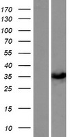 SULT1C3 / Sulfotransferase 1C3 Protein - Western validation with an anti-DDK antibody * L: Control HEK293 lysate R: Over-expression lysate