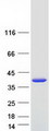 SULT1E1 / Sulfotransferase 1E1 Protein - Purified recombinant protein SULT1E1 was analyzed by SDS-PAGE gel and Coomassie Blue Staining