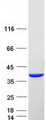 SULT2A1 / Sulfotransferase 2A1 Protein - Purified recombinant protein SULT2A1 was analyzed by SDS-PAGE gel and Coomassie Blue Staining