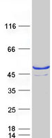 SULT2B1 / Sulfotransferase 2B1 Protein - Purified recombinant protein SULT2B1 was analyzed by SDS-PAGE gel and Coomassie Blue Staining