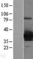 SULT4A1 / Sulfotransferase 4A1 Protein - Western validation with an anti-DDK antibody * L: Control HEK293 lysate R: Over-expression lysate