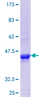 SULT4A1 / Sulfotransferase 4A1 Protein - 12.5% SDS-PAGE Stained with Coomassie Blue.
