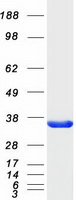 SULT4A1 / Sulfotransferase 4A1 Protein - Purified recombinant protein SULT4A1 was analyzed by SDS-PAGE gel and Coomassie Blue Staining