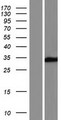 SULT6B1 / Sulfotransferase 6B1 Protein - Western validation with an anti-DDK antibody * L: Control HEK293 lysate R: Over-expression lysate