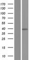 SUMF1 Protein - Western validation with an anti-DDK antibody * L: Control HEK293 lysate R: Over-expression lysate