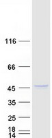 SUMF1 Protein - Purified recombinant protein SUMF1 was analyzed by SDS-PAGE gel and Coomassie Blue Staining