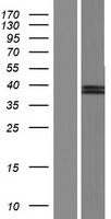 SUMF2 Protein - Western validation with an anti-DDK antibody * L: Control HEK293 lysate R: Over-expression lysate