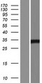 SUMF2 Protein - Western validation with an anti-DDK antibody * L: Control HEK293 lysate R: Over-expression lysate