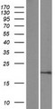 SUMO1 / SMT3 Protein - Western validation with an anti-DDK antibody * L: Control HEK293 lysate R: Over-expression lysate