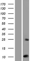 SUMO2 Protein - Western validation with an anti-DDK antibody * L: Control HEK293 lysate R: Over-expression lysate
