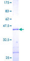 SUMO3 Protein - 12.5% SDS-PAGE of human SUMO3 stained with Coomassie Blue
