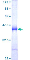 SUMO3 Protein - 12.5% SDS-PAGE Stained with Coomassie Blue.