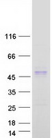 SUNC1 / SUN3 Protein - Purified recombinant protein SUN3 was analyzed by SDS-PAGE gel and Coomassie Blue Staining