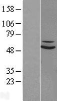 SUOX / Sulfite Oxidase Protein - Western validation with an anti-DDK antibody * L: Control HEK293 lysate R: Over-expression lysate