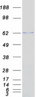 SUOX / Sulfite Oxidase Protein - Purified recombinant protein SUOX was analyzed by SDS-PAGE gel and Coomassie Blue Staining
