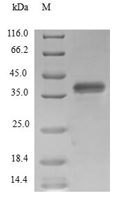 SUPT4H1 / SPT4 Protein - (Tris-Glycine gel) Discontinuous SDS-PAGE (reduced) with 5% enrichment gel and 15% separation gel.
