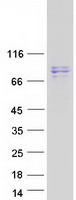 SUPV3L1 Protein - Purified recombinant protein SUPV3L1 was analyzed by SDS-PAGE gel and Coomassie Blue Staining