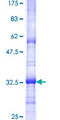 SURF4 Protein - 12.5% SDS-PAGE Stained with Coomassie Blue.