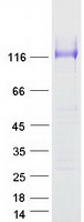 SUSD1 Protein - Purified recombinant protein SUSD1 was analyzed by SDS-PAGE gel and Coomassie Blue Staining