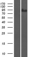 SUSD2 Protein - Western validation with an anti-DDK antibody * L: Control HEK293 lysate R: Over-expression lysate