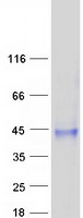 SUSD4 Protein - Purified recombinant protein SUSD4 was analyzed by SDS-PAGE gel and Coomassie Blue Staining