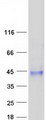 SUSD4 Protein - Purified recombinant protein SUSD4 was analyzed by SDS-PAGE gel and Coomassie Blue Staining