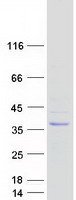 SUSD6 / KIAA0247 Protein - Purified recombinant protein SUSD6 was analyzed by SDS-PAGE gel and Coomassie Blue Staining