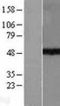 SUV39H1 Protein - Western validation with an anti-DDK antibody * L: Control HEK293 lysate R: Over-expression lysate
