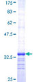 SV2A / SV Protein - 12.5% SDS-PAGE Stained with Coomassie Blue.