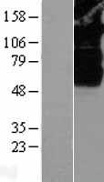 SV2B Protein - Western validation with an anti-DDK antibody * L: Control HEK293 lysate R: Over-expression lysate