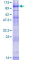 SV2B Protein - 12.5% SDS-PAGE of human SV2B stained with Coomassie Blue