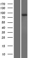 SV2C Protein - Western validation with an anti-DDK antibody * L: Control HEK293 lysate R: Over-expression lysate