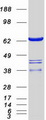 SWAP70 Protein - Purified recombinant protein SWAP70 was analyzed by SDS-PAGE gel and Coomassie Blue Staining