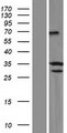 SYCE1 Protein - Western validation with an anti-DDK antibody * L: Control HEK293 lysate R: Over-expression lysate