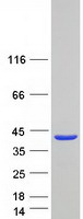 SYCE2 Protein - Purified recombinant protein SYCE2 was analyzed by SDS-PAGE gel and Coomassie Blue Staining