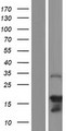 SYCE3 Protein - Western validation with an anti-DDK antibody * L: Control HEK293 lysate R: Over-expression lysate