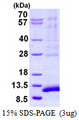 SYCE3 Protein