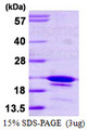 SYF2 / p29 Protein