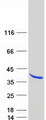 SYF2 / p29 Protein - Purified recombinant protein SYF2 was analyzed by SDS-PAGE gel and Coomassie Blue Staining