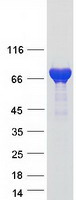 SYN1 / Synapsin 1 Protein - Purified recombinant protein SYN1 was analyzed by SDS-PAGE gel and Coomassie Blue Staining